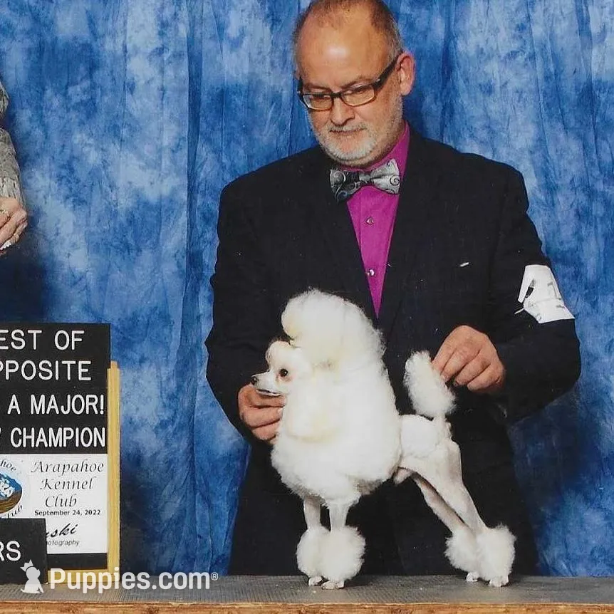 Reno, AKC Champion Sired, a male Poodle - Toy  for sale in Butler, MO – Photo 5 of 6