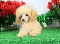 Reno, AKC Champion Sired, a male Poodle - Toy  for sale in Butler, MO – Photo 3 of 6