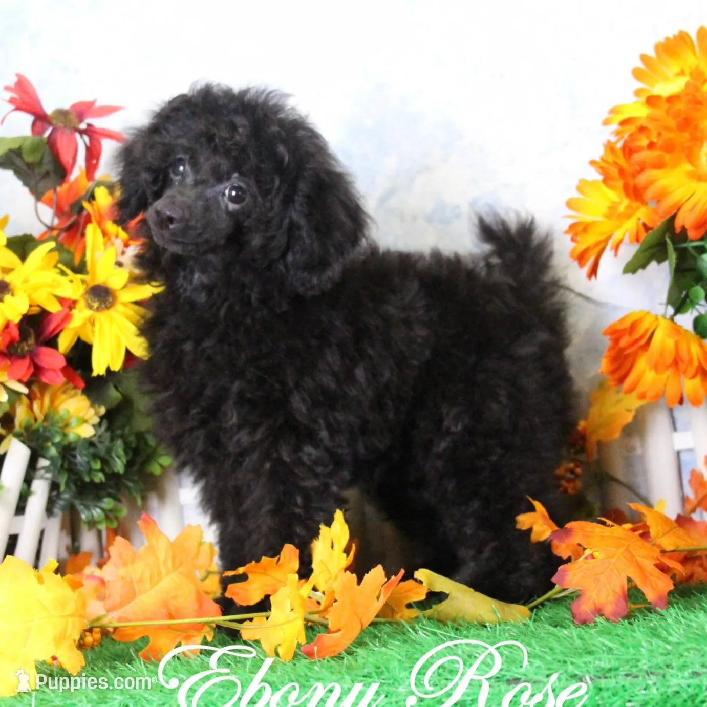 Reno, AKC Champion Sired, a male Poodle - Toy  for sale in Butler, MO – Photo 6 of 6