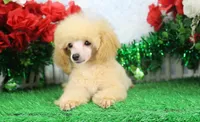 Reno, AKC Champion Sired, a male Poodle - Toy  for sale in Butler, MO – Photo 1 of 6