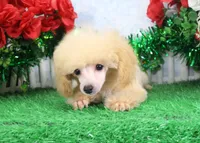 Reno, AKC Champion Sired, a male Poodle - Toy  for sale in Butler, MO – Photo 2 of 6
