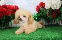 Reno, AKC Champion Sired, a male Poodle - Toy  for sale in Butler, MO – Photo 4 of 6