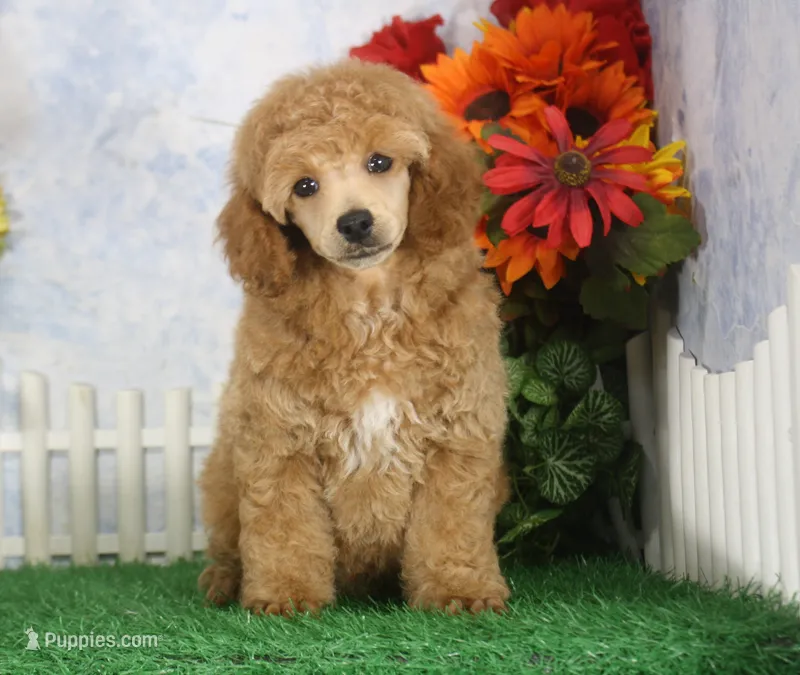 Fenton, AKC Champion Sired – Poodle - Toy  puppy for sale in Butler, MO