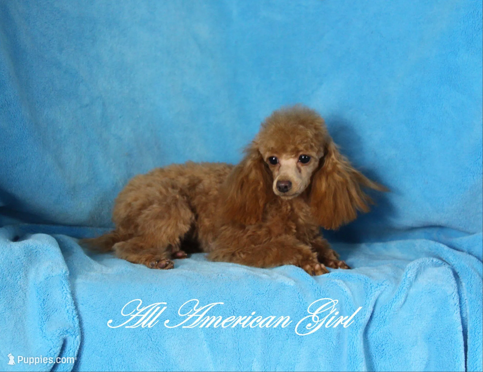 Chase, AKC Champion Sired, a male Poodle - Toy  for sale in Butler, MO – Photo 6 of 6