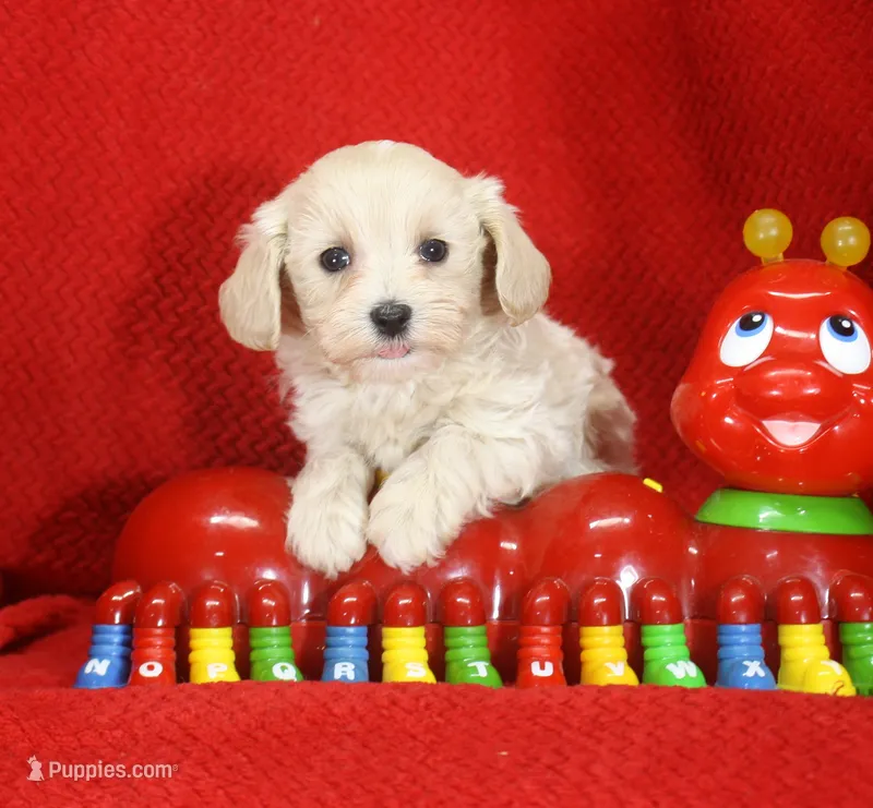 Josh, ICA – Maltipoo puppy for sale in Butler, MO