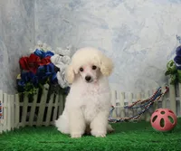 Shazam, AKC Champion Sired, a male Poodle - Toy  for sale in Butler, MO – 4 of 8