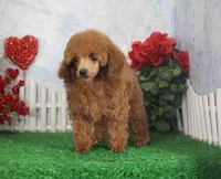 Cole, AKC Champion Sired, a male Poodle - Toy  for sale in Butler, MO – Photo 3 of 9