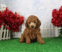 Cole, AKC Champion Sired, a male Poodle - Toy  for sale in Butler, MO – Photo 7 of 9