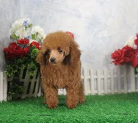Cole, AKC Champion Sired, a male Poodle - Toy  for sale in Butler, MO – Photo 2 of 9
