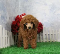 Cole, AKC Champion Sired, a male Poodle - Toy  for sale in Butler, MO – Photo 5 of 9