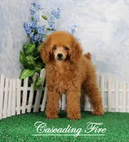 Cole, AKC Champion Sired, a male Poodle - Toy  for sale in Butler, MO – Photo 9 of 9
