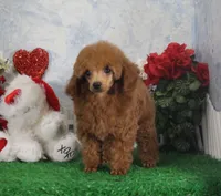 Cole, AKC Champion Sired, a male Poodle - Toy  for sale in Butler, MO – Photo 1 of 9