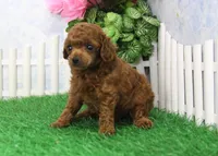 Tequilla, AKC Champion Sired, a female Poodle - Toy  for sale in Butler, MO – 3 of 6