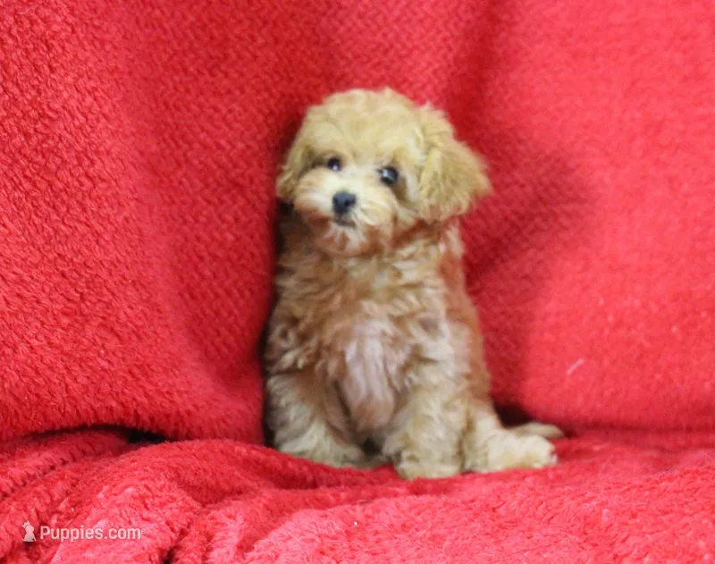 Lulu, ICA – Maltipoo, Poodle - Toy  puppy for sale in Butler, MO
