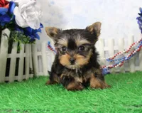 Landon, AKC, a male Yorkshire Terrier for sale in Butler, MO – 5 of 9