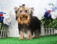 Hobo, AKC, a male Yorkshire Terrier for sale in Butler, MO – 2 of 9