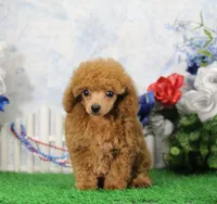 Chase, AKC Champion Sired, a male Poodle - Toy  for sale in Butler, MO – 3 of 8