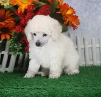 Dalton, AKC Champion Sired, a male Poodle - Toy  for sale in Butler, MO – 2 of 4