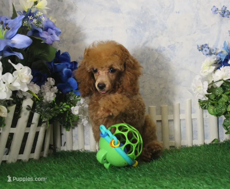 Adam, AKC Champion Sired – Poodle - Toy  puppy for sale in Butler, MO