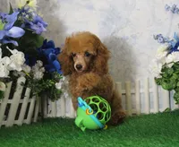 Adam, AKC Champion Sired, a male Poodle - Toy  for sale in Butler, MO – 1 of 7