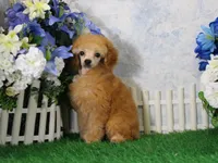 Bailey, AKC Champion Sired, a male Poodle - Toy  for sale in Butler, MO – 3 of 7