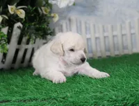 Sampson, KAC Champion Sired, a male Poodle - Toy  for sale in Butler, MO – 3 of 6