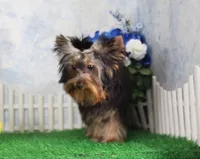 Hobo, AKC, a male Yorkshire Terrier for sale in Butler, MO – 3 of 9
