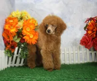 Tate, AKC Champion Sired, a male Poodle - Toy  for sale in Butler, MO – 4 of 8