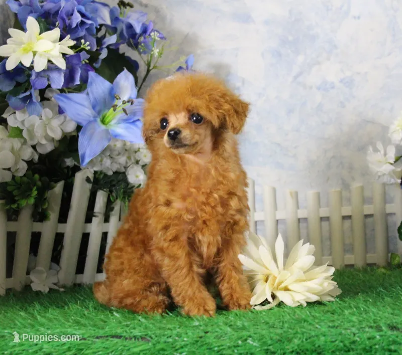 Cherry, AKC – Poodle - Toy  puppy for sale in Butler, MO