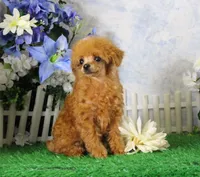 Cherry, AKC, a female Poodle - Toy  for sale in Butler, MO – 1 of 4