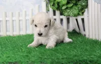 Stan, AKC Champion Sired, a male Poodle - Toy  for sale in Butler, MO – 3 of 4