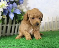 Fenton, AKC Champion Sired, a male Poodle - Toy  for sale in Butler, MO – 2 of 4
