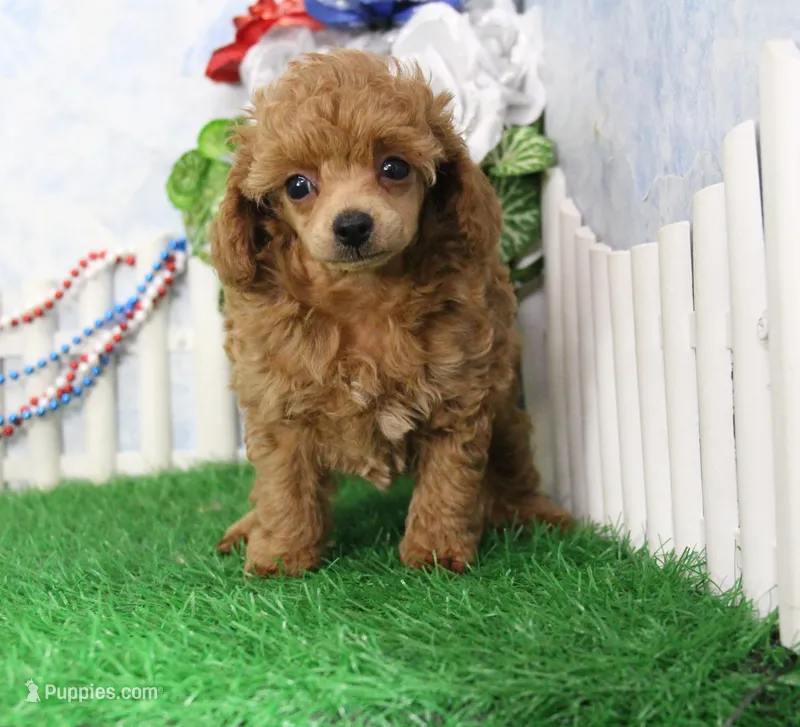 Chase, AKC Champion Sired – Poodle - Toy  puppy for sale in Butler, MO