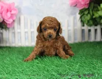 Tequilla, AKC Champion Sired, a female Poodle - Toy  for sale in Butler, MO – 4 of 6