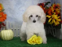 Diamond, AKC Champion Sired, a female Poodle - Toy  for sale in Butler, MO – 5 of 7