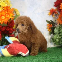 Foster, AKC Champion Sired, a male Poodle - Toy  for sale in Butler, MO – 7 of 7