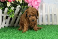 Tequilla, AKC Champion Sired, a female Poodle - Toy  for sale in Butler, MO – 2 of 6