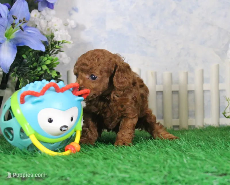 Max, AKC Champion Sired – Poodle - Toy  puppy for sale in Butler, MO