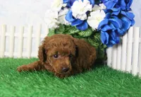 Foster, AKC Champion Sired, a male Poodle - Toy  for sale in Butler, MO – 3 of 4