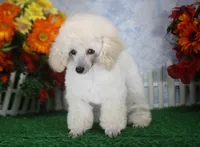 Diamond, AKC Champion Sired, a female Poodle - Toy  for sale in Butler, MO – 6 of 7