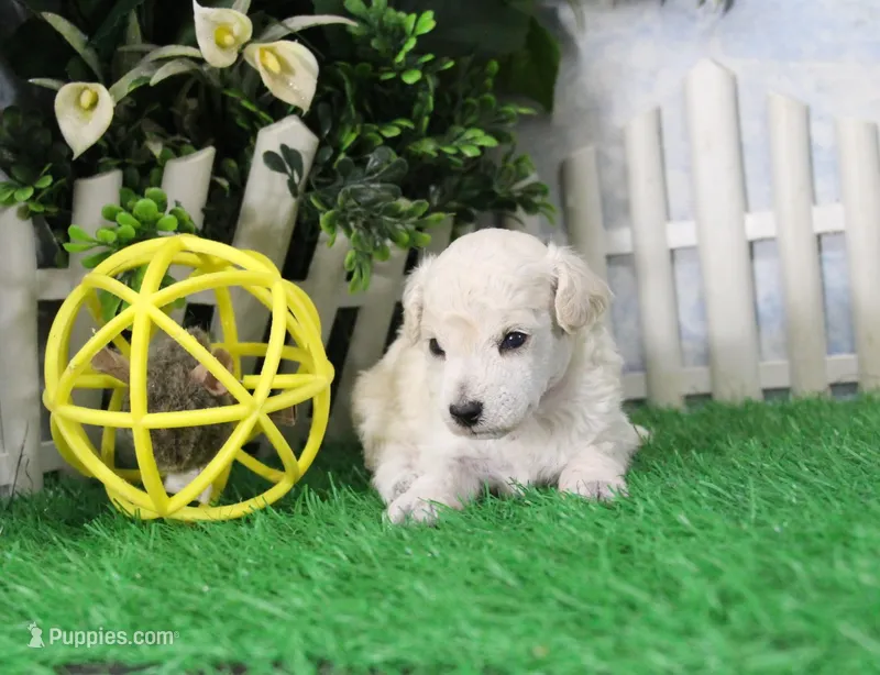 Stan, AKC Champion Sired – Poodle - Toy  puppy for sale in Butler, MO