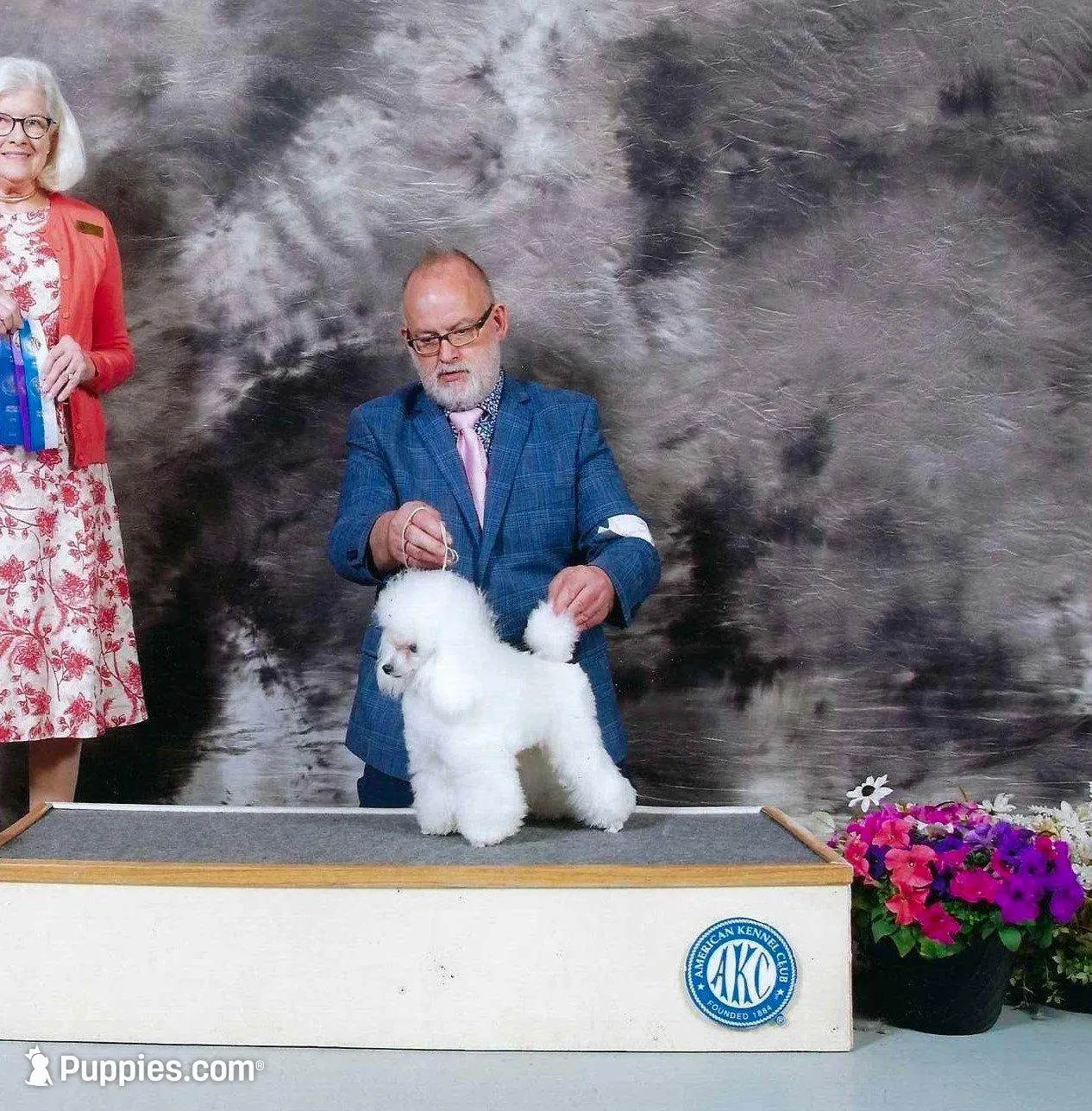 Robin, AKC Champion Sired, a female Poodle - Toy  for sale in Butler, MO – Photo 5 of 6