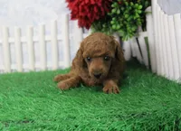 Robin, AKC Champion Sired, a female Poodle - Toy  for sale in Butler, MO – Photo 2 of 6