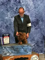 Robin, AKC Champion Sired, a female Poodle - Toy  for sale in Butler, MO – Photo 5 of 6