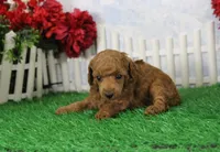 Robin, AKC Champion Sired, a female Poodle - Toy  for sale in Butler, MO – Photo 4 of 6