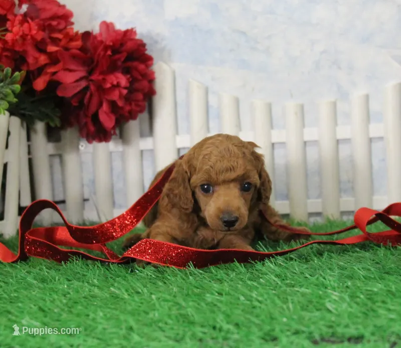 Robin, AKC Champion Sired