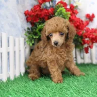 Rosie, AKC Champion Sired, a female Poodle - Toy  for sale in Butler, MO – 5 of 9