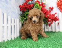 Ruby, AKC Champion Sired, a female Poodle - Toy  for sale in Butler, MO – Photo 4 of 8