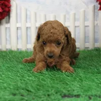 Rosie, AKC Champion Sired, a female Poodle - Toy  for sale in Butler, MO – 7 of 9