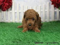 Ruby, AKC Champion Sired, a female Poodle - Toy  for sale in Butler, MO – Photo 6 of 8
